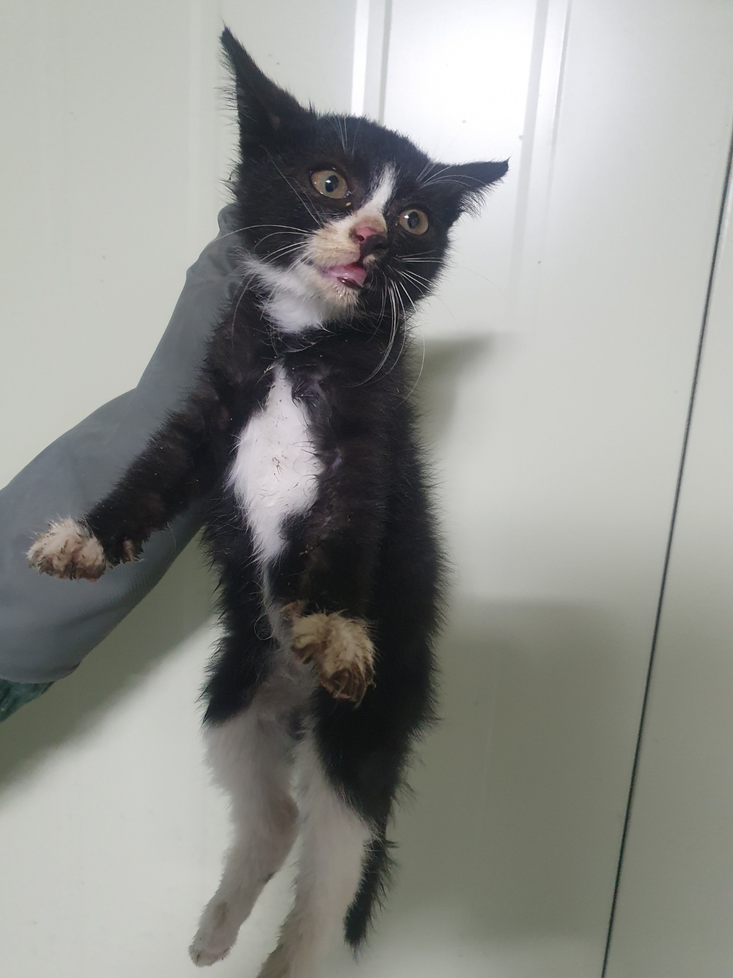 보호중 한국 고양이…